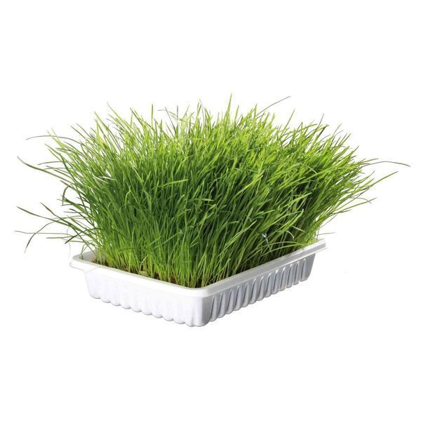 Трава Trixie Soft Grass для кошек и котят, контейнер, 100 г 1111117393 фото