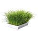 Трава Trixie Soft Grass для кошек и котят, контейнер, 100 г 1111117393 фото 3
